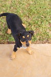 Bruin Jr