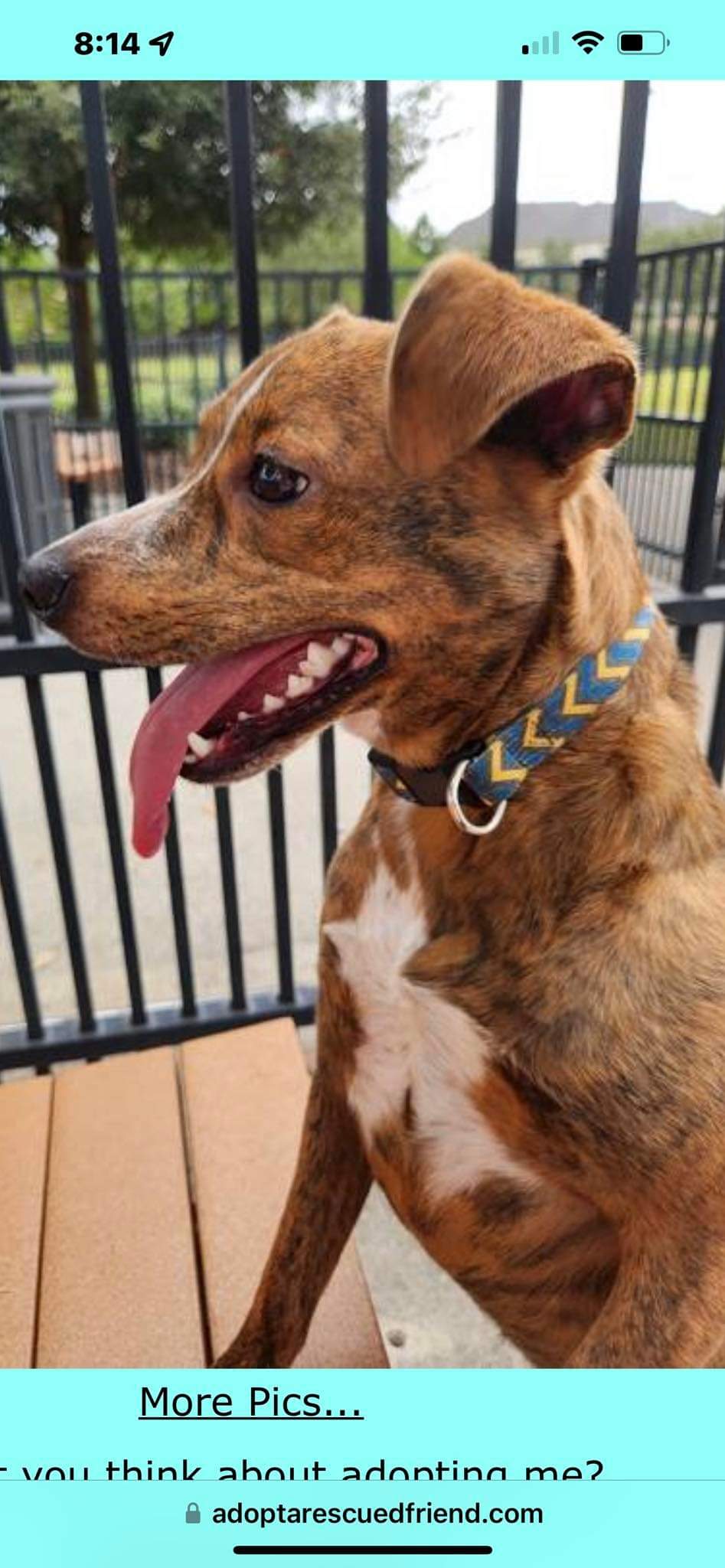 Dog for Adoption Jewel a Plott Hound in Kingsland TX Alpha Paw