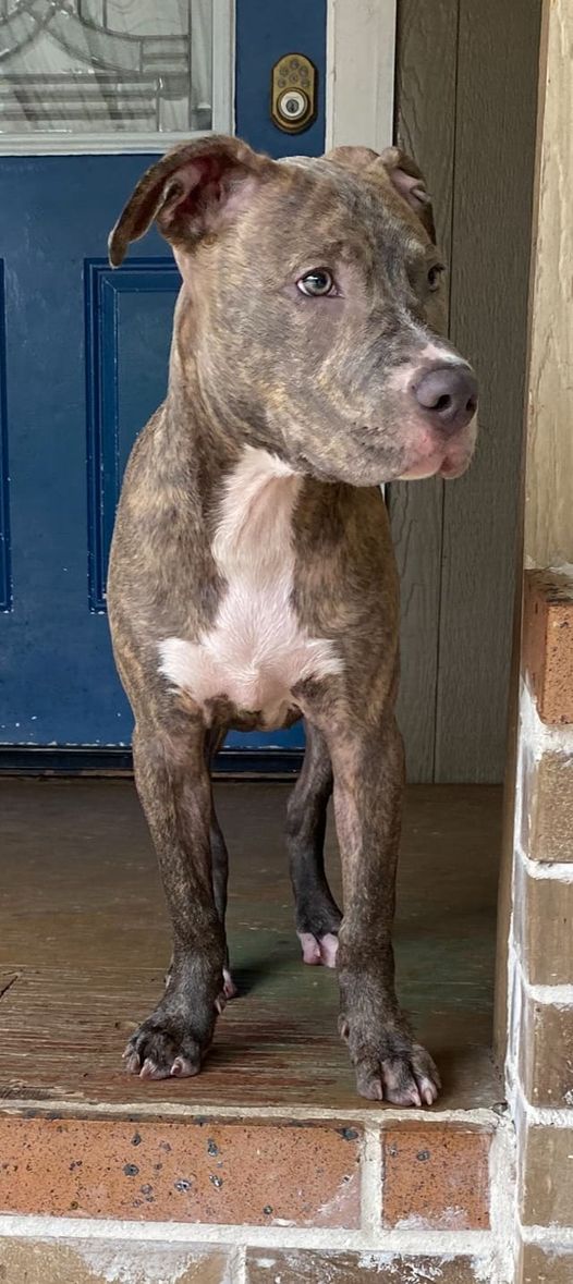 adoptable Dog in Spring, TX named Rocky Sonora Jr.