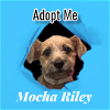 Riley - Mocha
