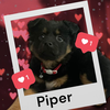 Piper