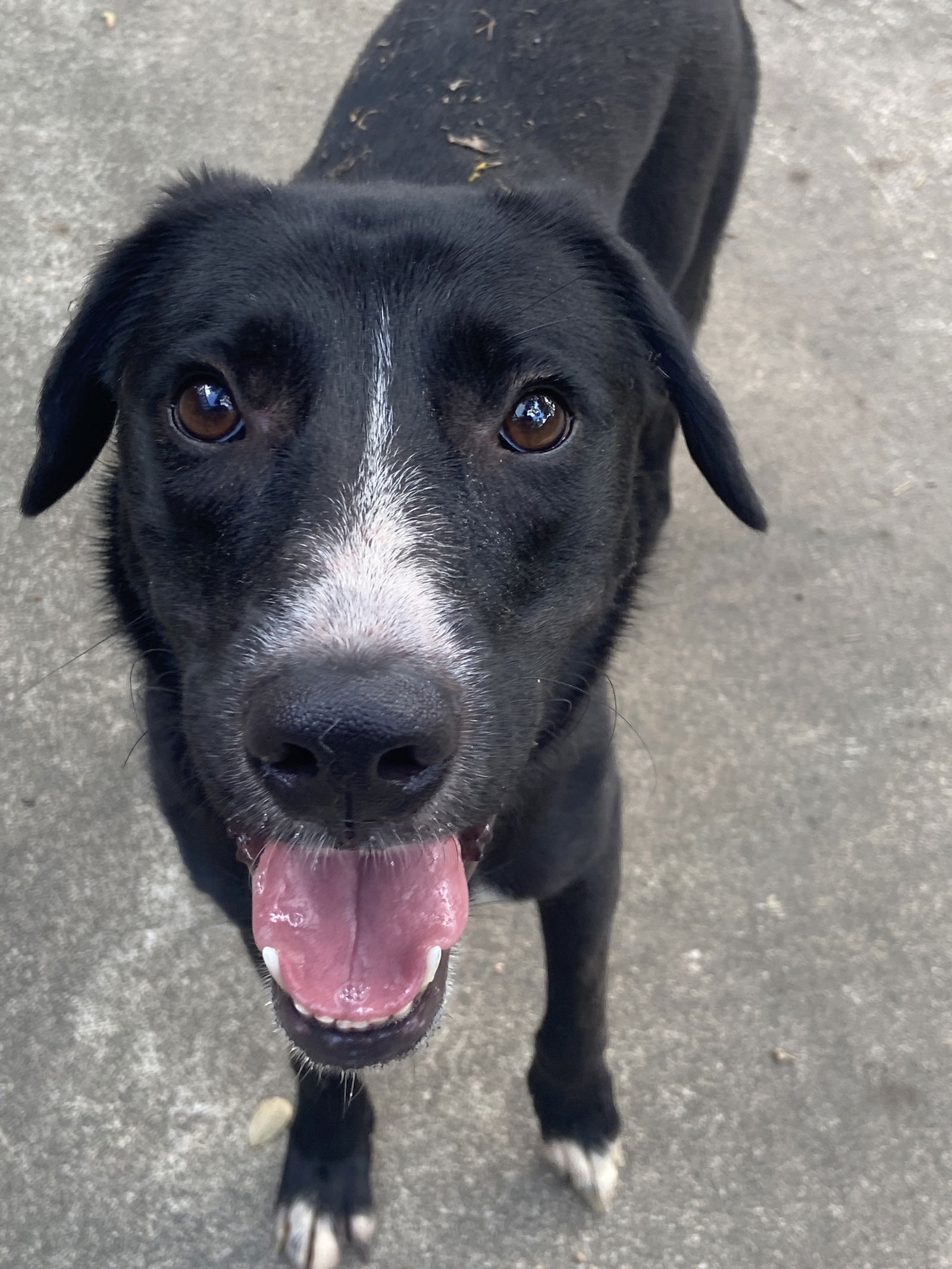 adoptable Dog in Spring, TX named Abbie 3