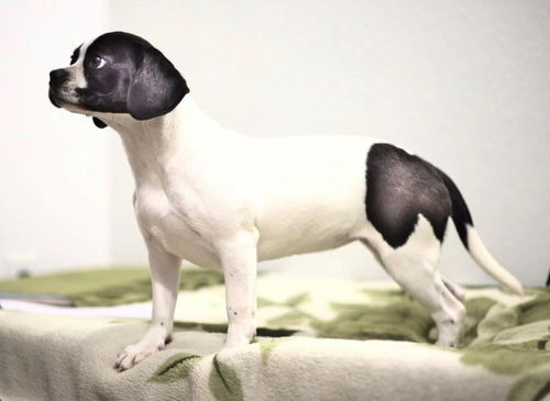 Pepper 2