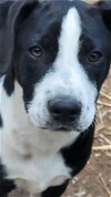 adoptable Dog in  named Macey