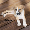 BRIXON