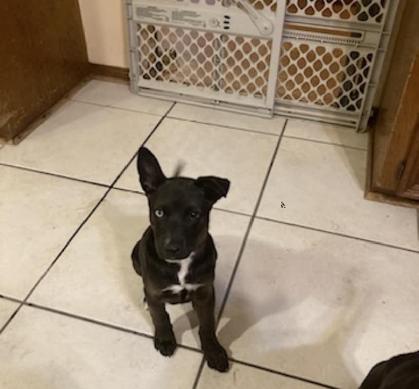 adoptable Dog in Spring, TX named Payton