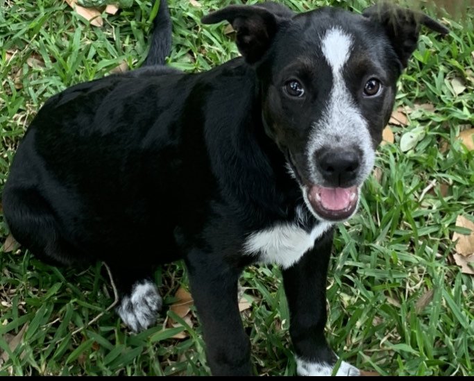 adoptable Dog in Spring, TX named Emma 5