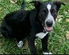 adoptable Dog in spring, TX named Emma 5