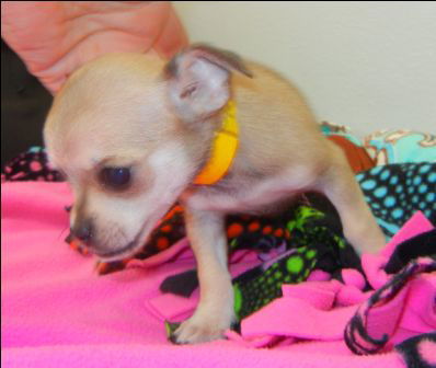 Chelsie - Chi Pup  1