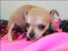 Chelsie - Chi Pup  1