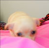 Maxie - Chi Pup 2