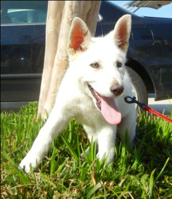Coby