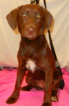 Coco 1