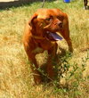 Chula