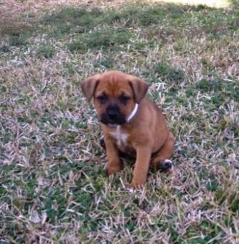 Boxer Pup 1