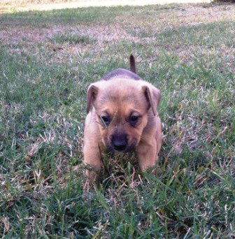 Boxer Pup 2