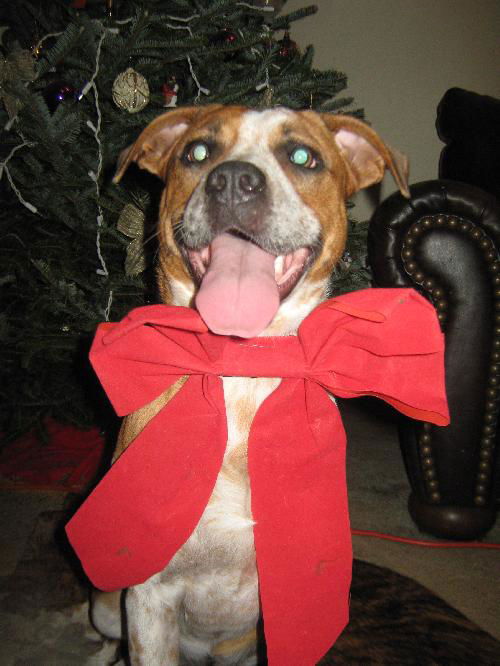 Gidget