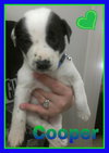Cooper