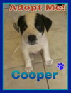 Cooper