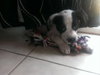 Cooper