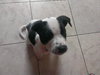 Cooper