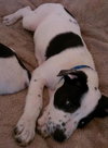 Cooper