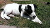 Cooper