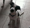 Cooper