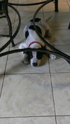 Cooper