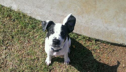 Cooper