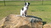 Cooper