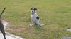 Cooper