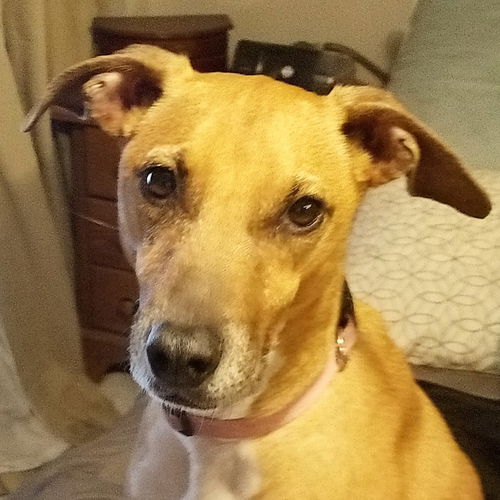 Phoebe