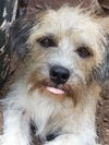 Scruffy3