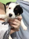 Bessie