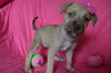 Sadie pup - BELLE