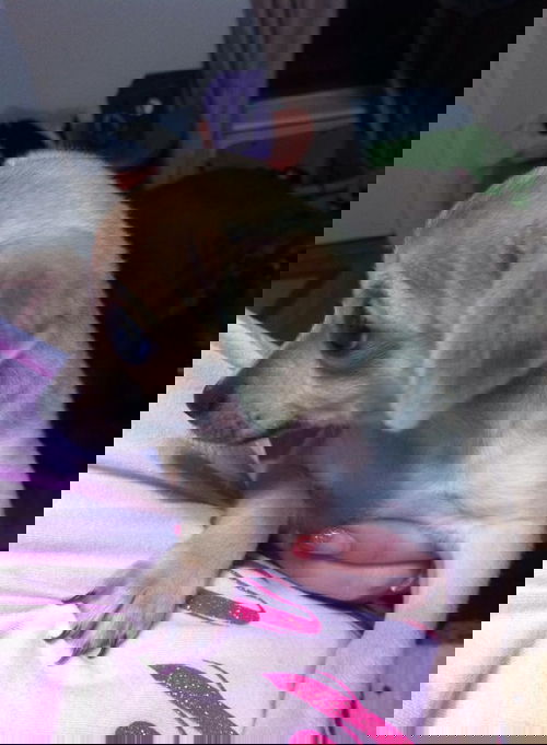 Bear 5