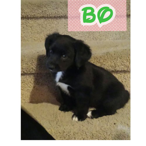 BO