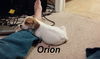 Orion