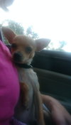 Chuy
