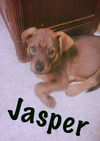 Jasper