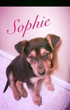 Sophie 3