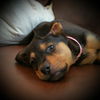 Sheyla
