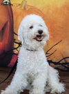 Jacob