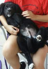 Belvie pup - Grizzly