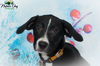 Belvie pup - Star
