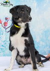 Belvie pup - Prince