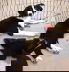 Belvie pup - Wendy
