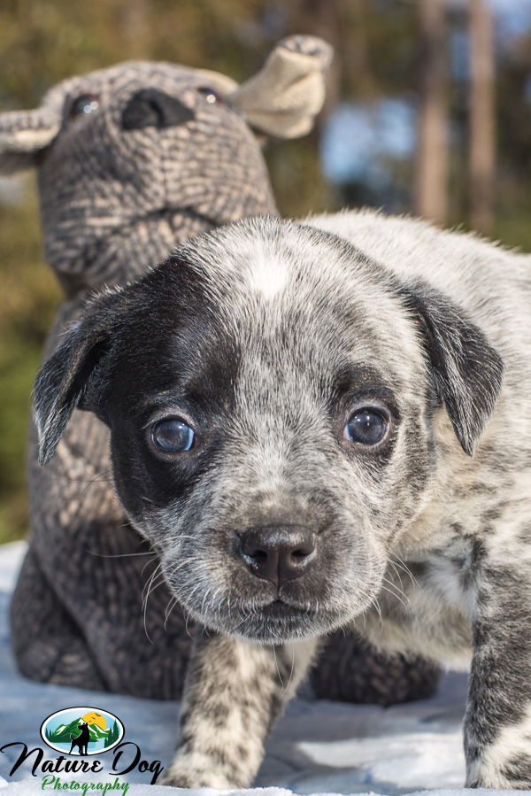 American bulldog sales heeler mix