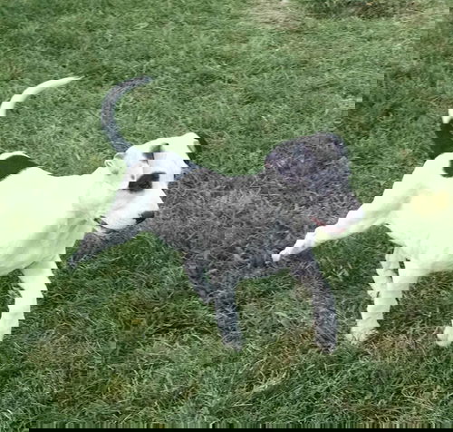 Dot